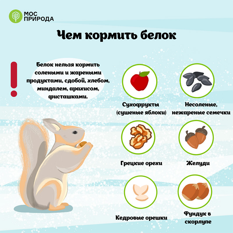Как помочь белкам пережить зиму: советы Мосприроды