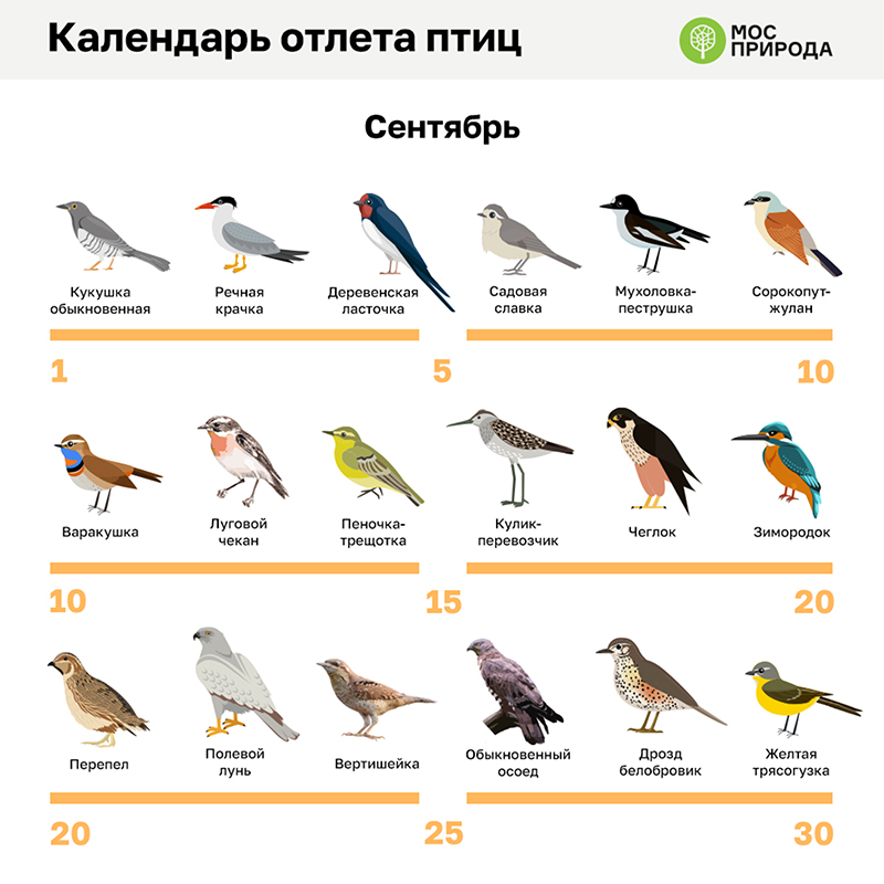 Ласточки, зяблики и скворцы: какие птицы улетают в теплые края