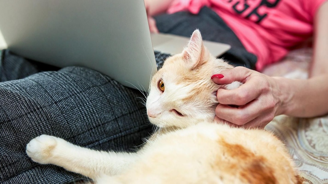 Выбрать любимца из приюта поможет новый сервис «Моспитомец» на mos.ru