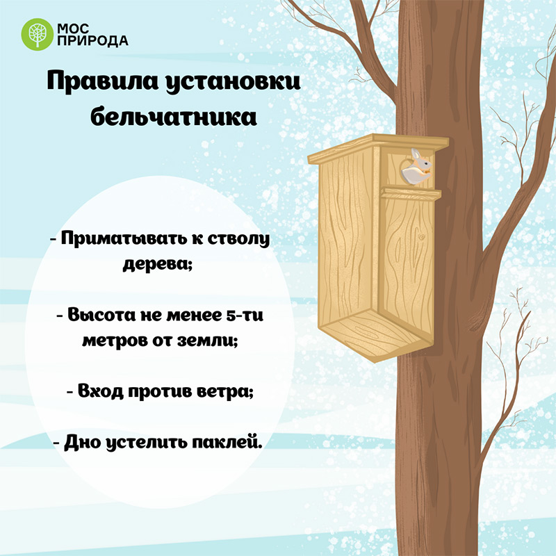 Как помочь белкам пережить зиму: советы Мосприроды