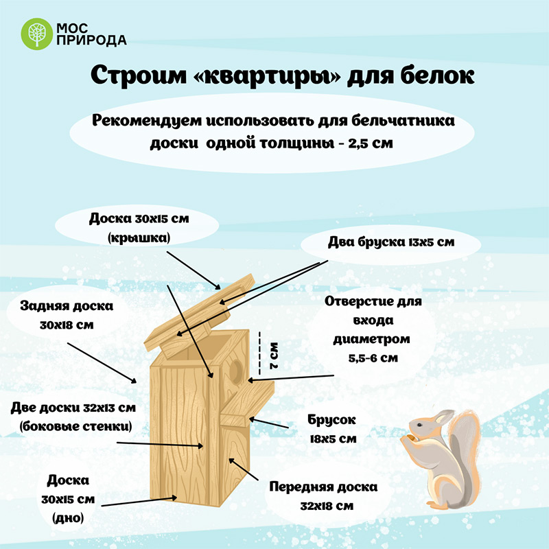 Как помочь белкам пережить зиму: советы Мосприроды