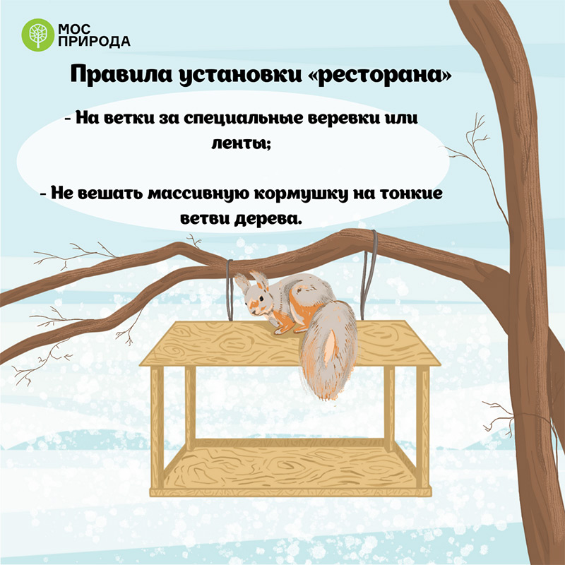Как помочь белкам пережить зиму: советы Мосприроды
