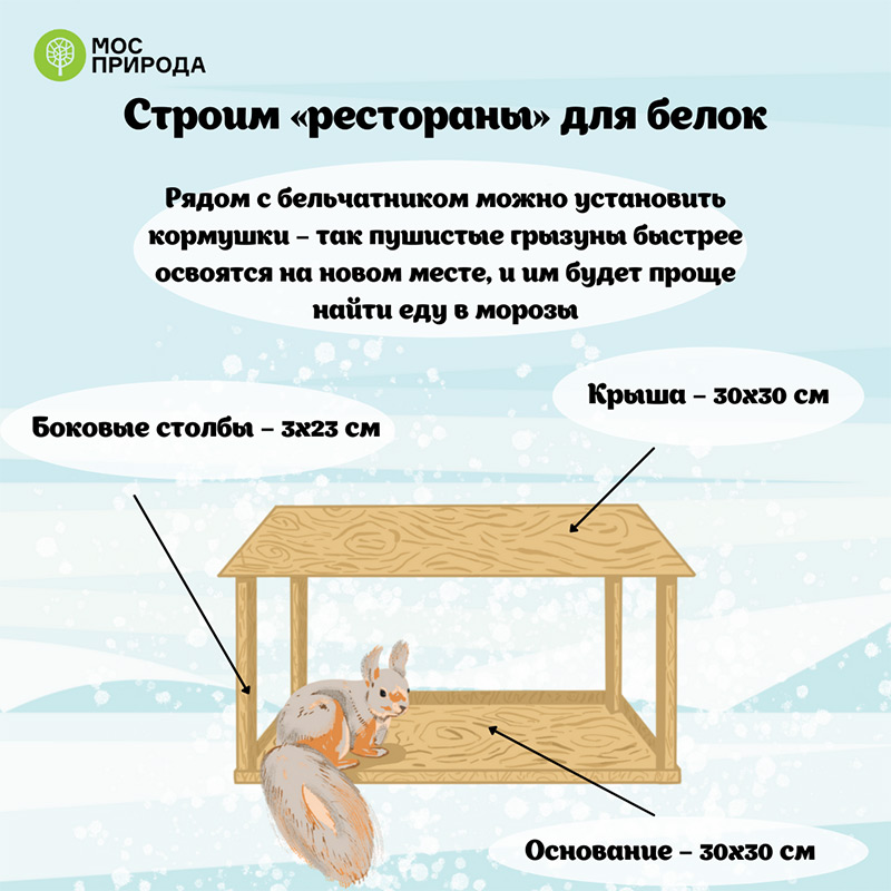 Как помочь белкам пережить зиму: советы Мосприроды