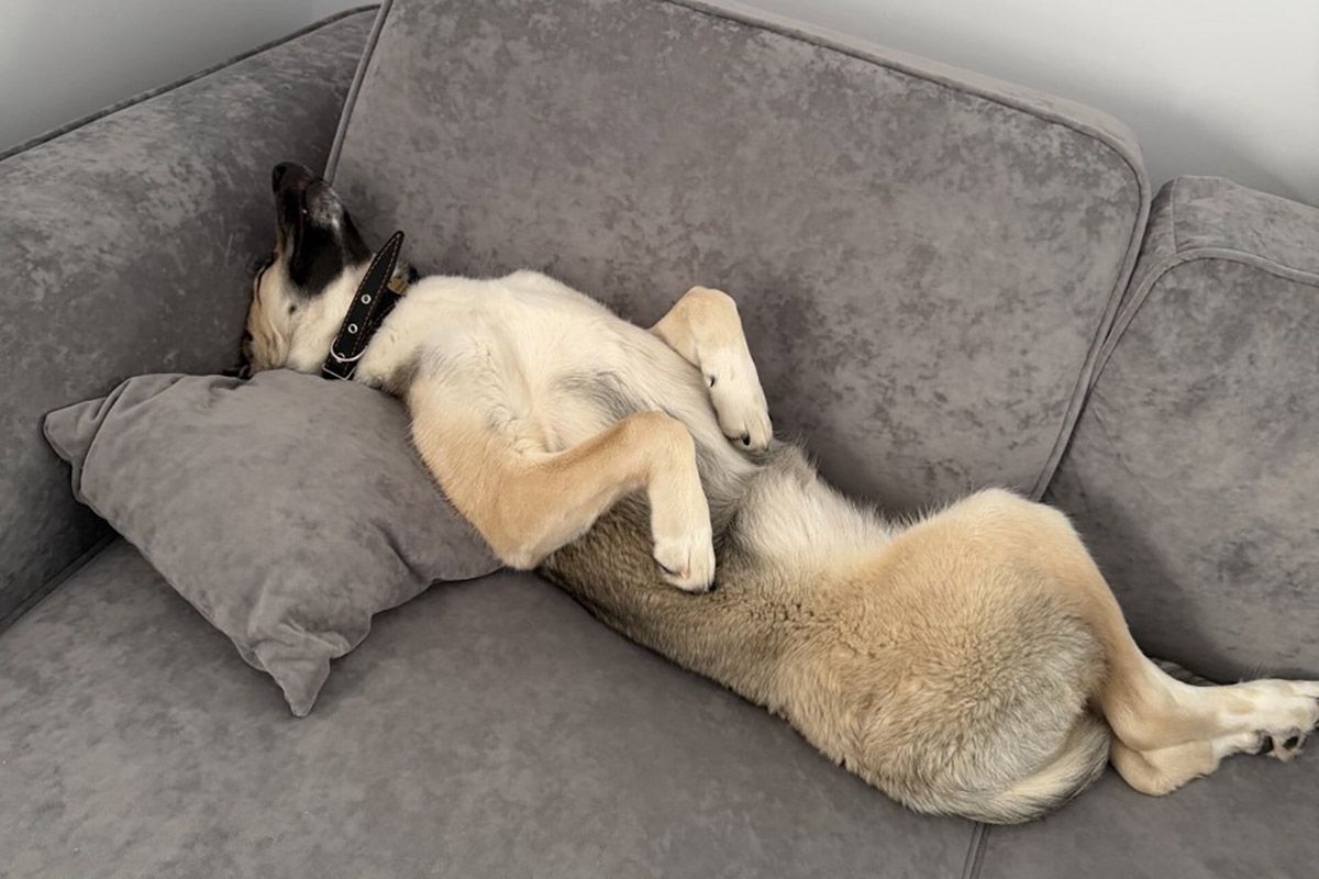 Около 35 тысяч животных из городских приютов обрели дом с 2015 года