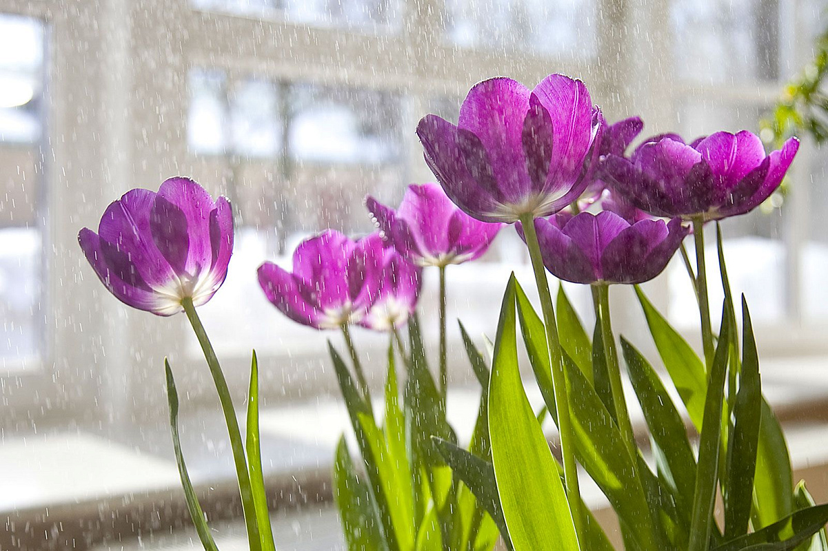 «Мосбилет» открывает весенний сезон в оранжереях музея-заповедника «Царицыно»