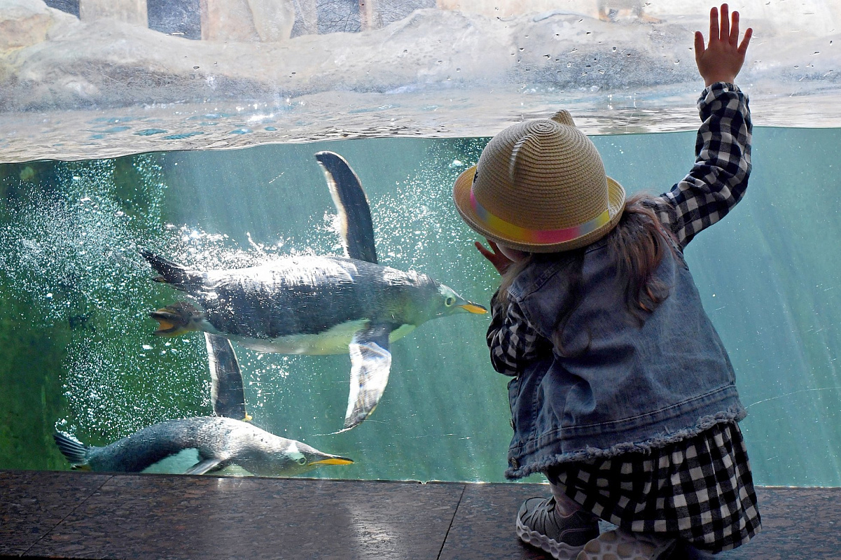 Детенышей каких животных можно увидеть в Московском зоопарке