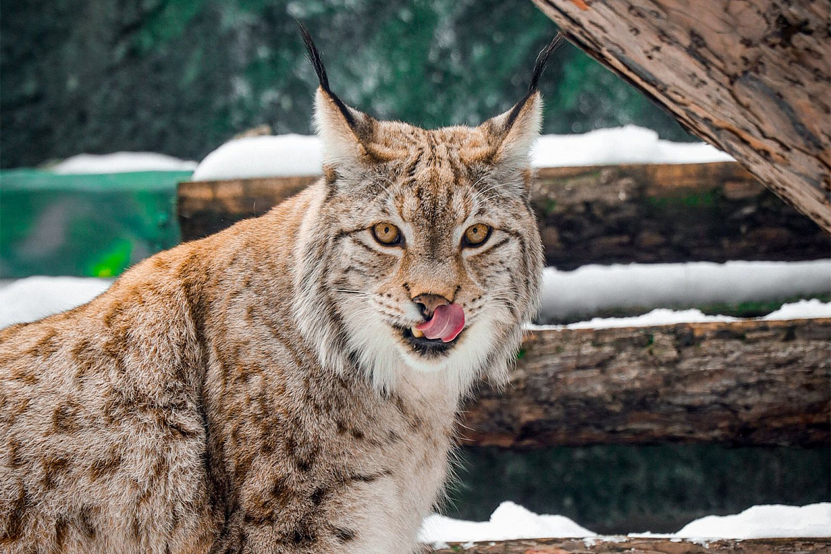 Посетить «Кошачью неделю» Московского зоопарка можно с «Мосбилетом»