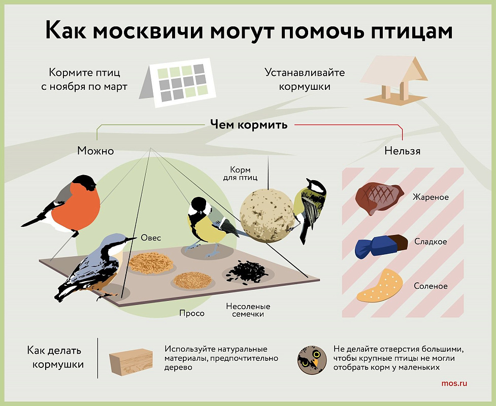 Экологи рассказали, как подкармливать птиц зимой