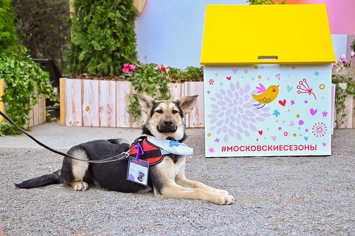 На Тверском бульваре пройдет мероприятие «Моспитомец х Четвероногий друг»
