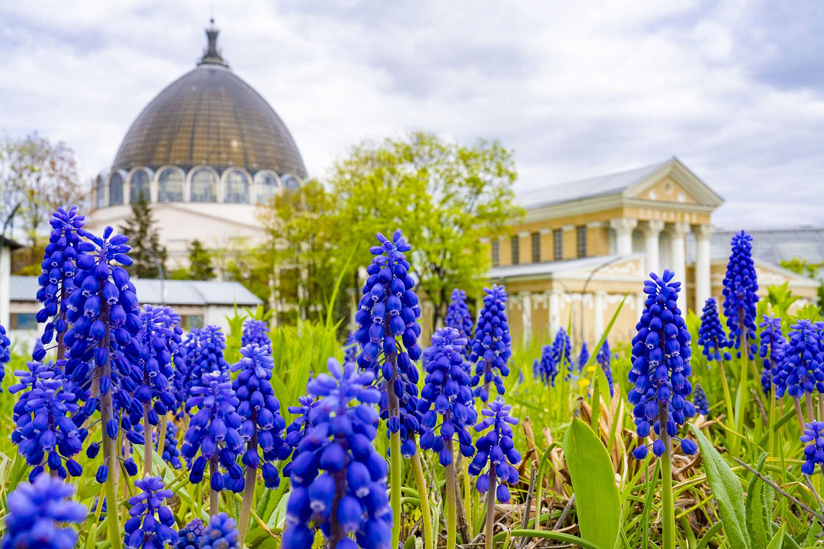 Тюльпаны, крокусы, сциллы и мускари зацветут на ВДНХ весной