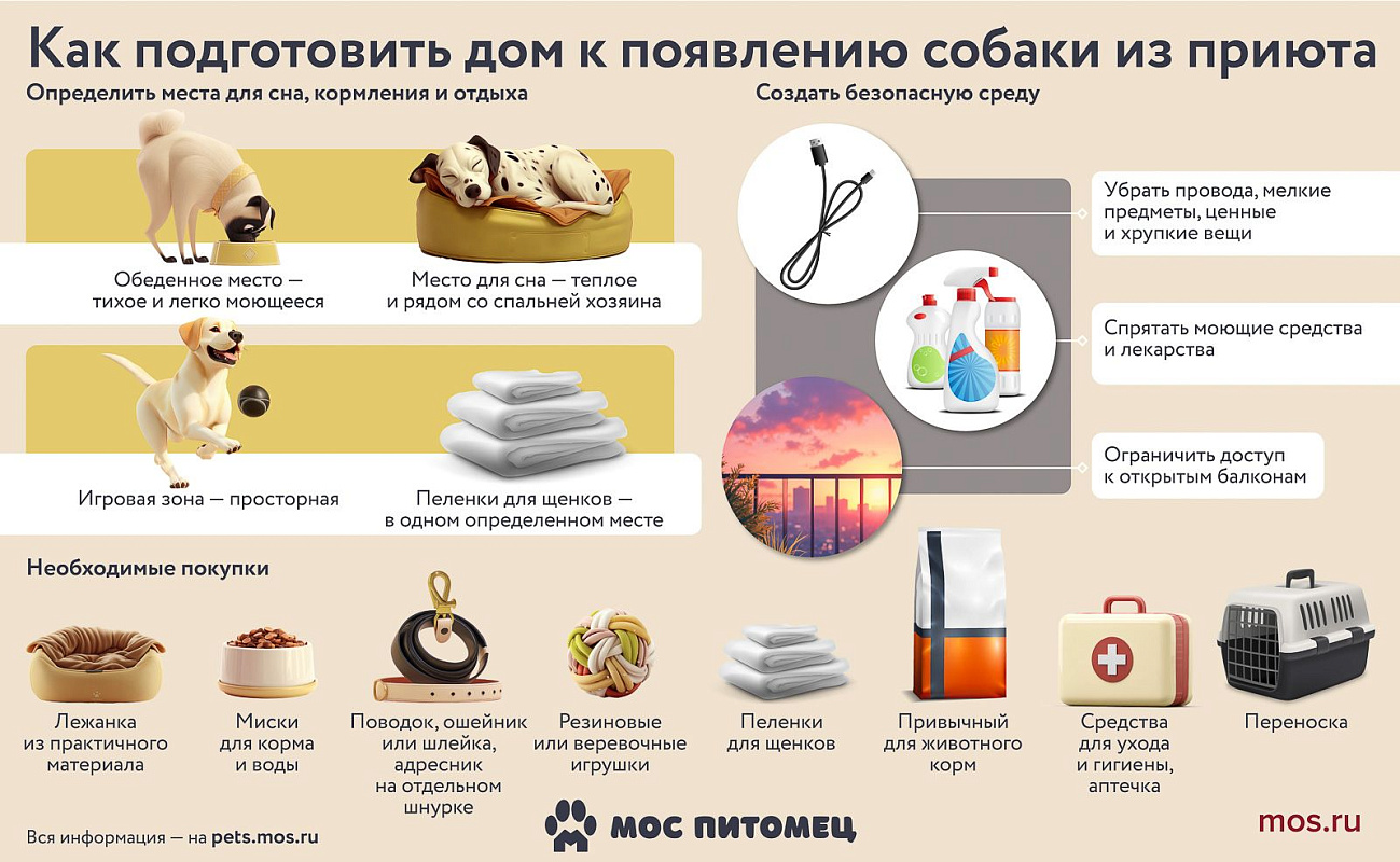 Почему не стоит бояться брать животных из приюта