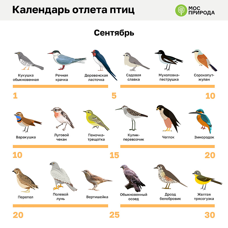 Первые птицы начали улетать на зимовку