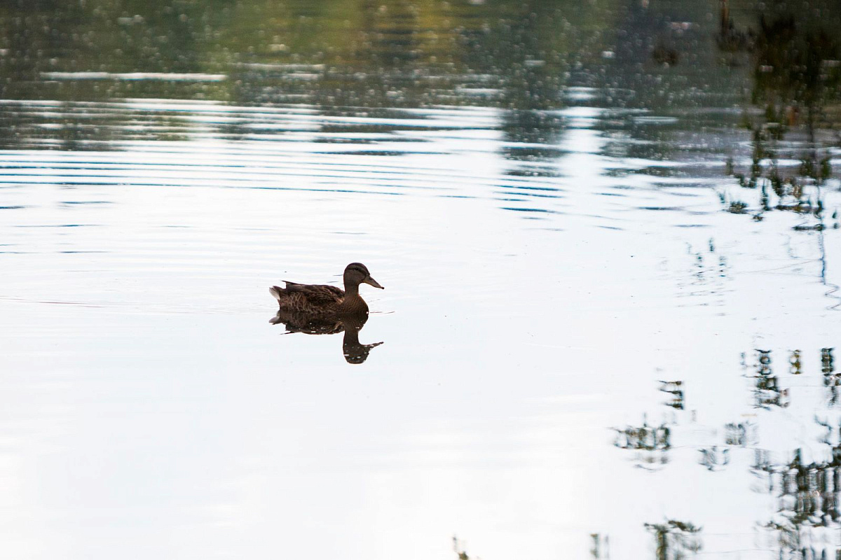 Москвичей приглашают принять участие в фотоконкурсе к Всемирному дню дикой природы