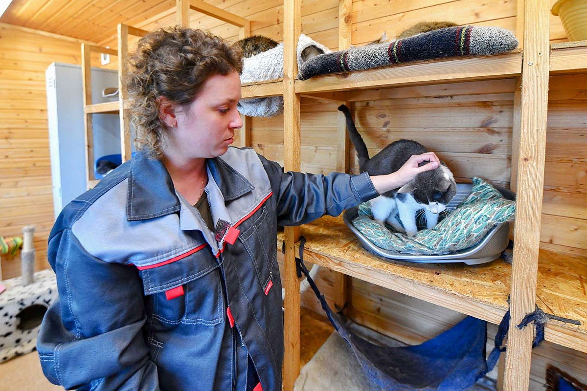 Как вместе с городскими проектами помочь бездомным животным в холода